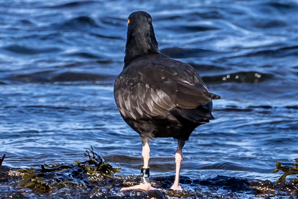 Black Oystercatcher - ML616314096