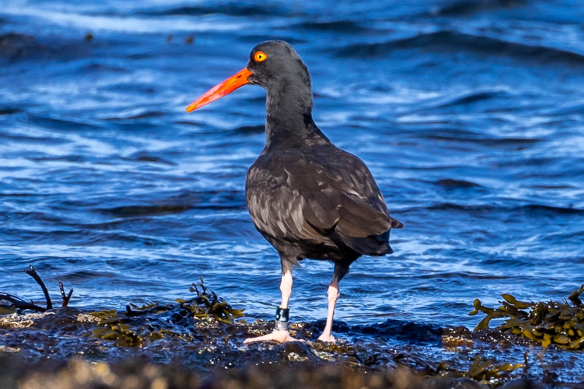 Black Oystercatcher - Denise Turley