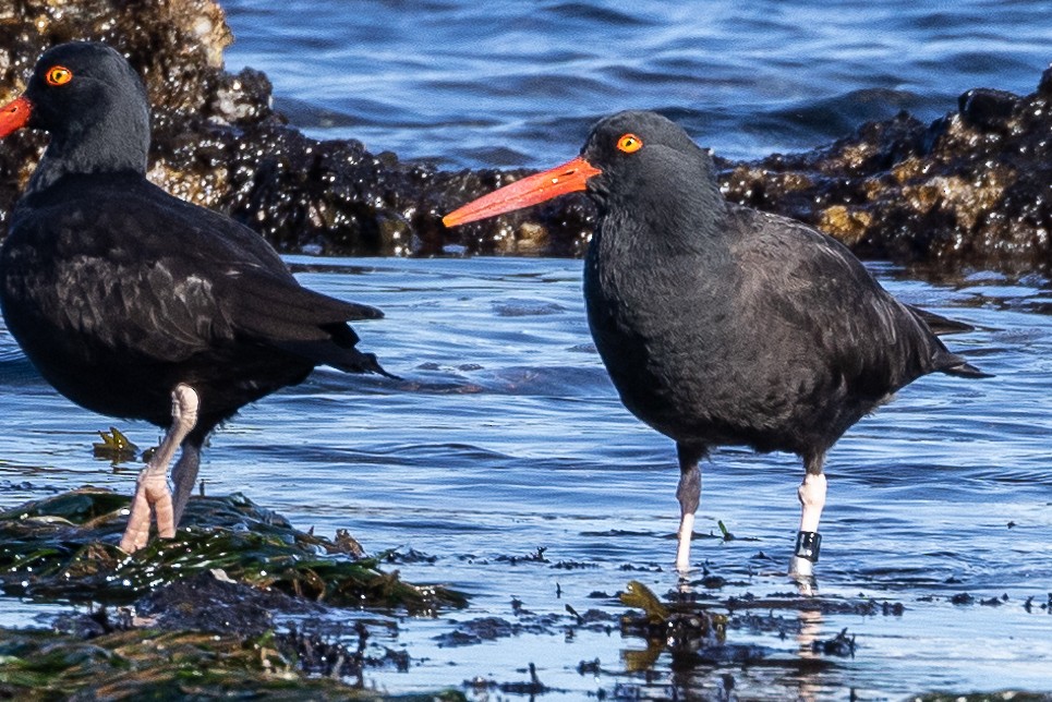 Black Oystercatcher - Denise Turley