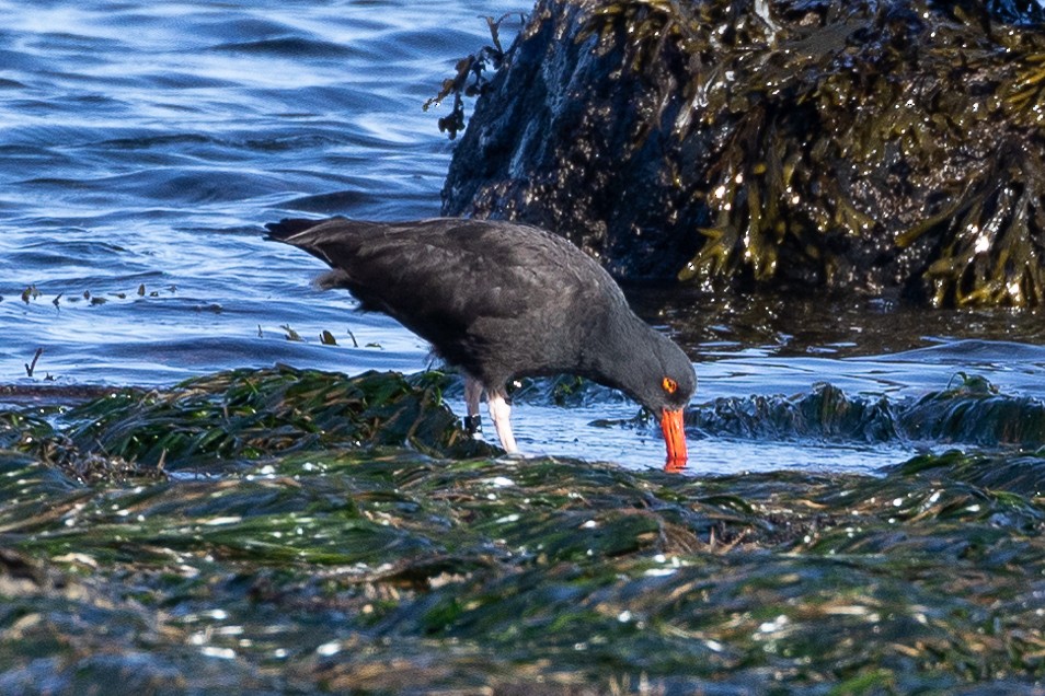 Black Oystercatcher - ML616314103