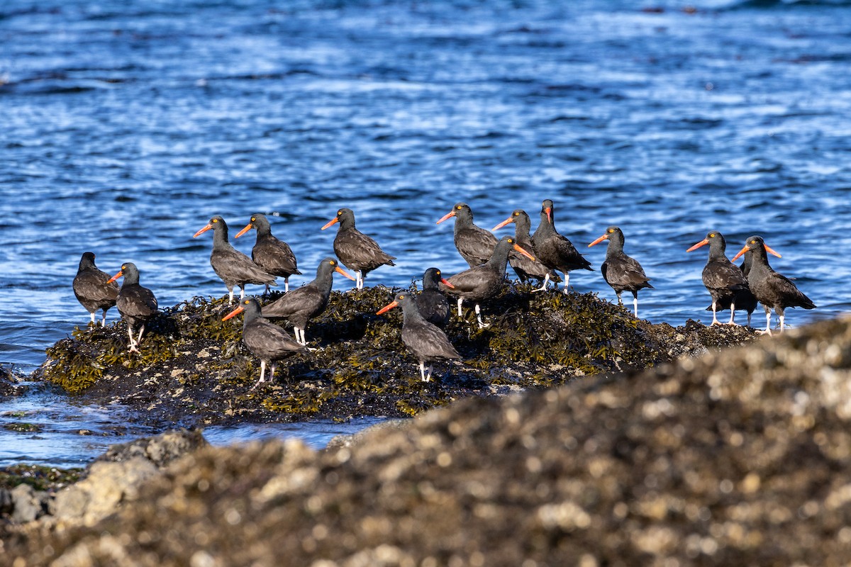 Black Oystercatcher - Denise Turley