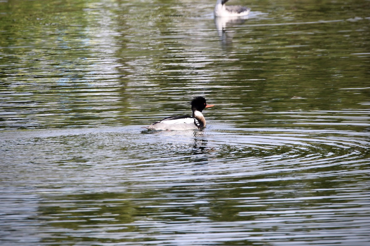 Red-breasted Merganser - Rosa McGuire