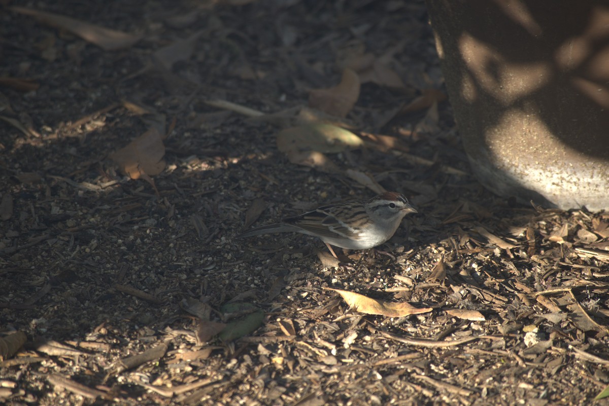 Chipping Sparrow - ML616314126