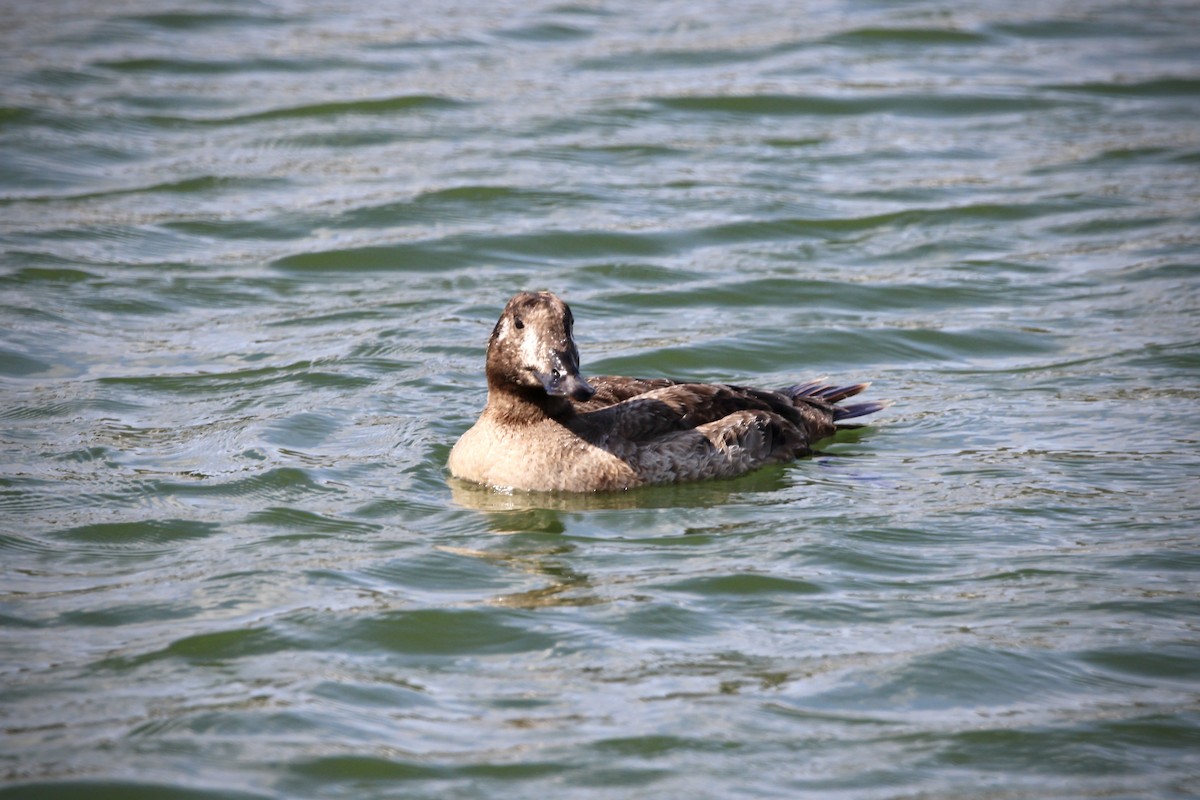 White-winged Scoter - ML616314142