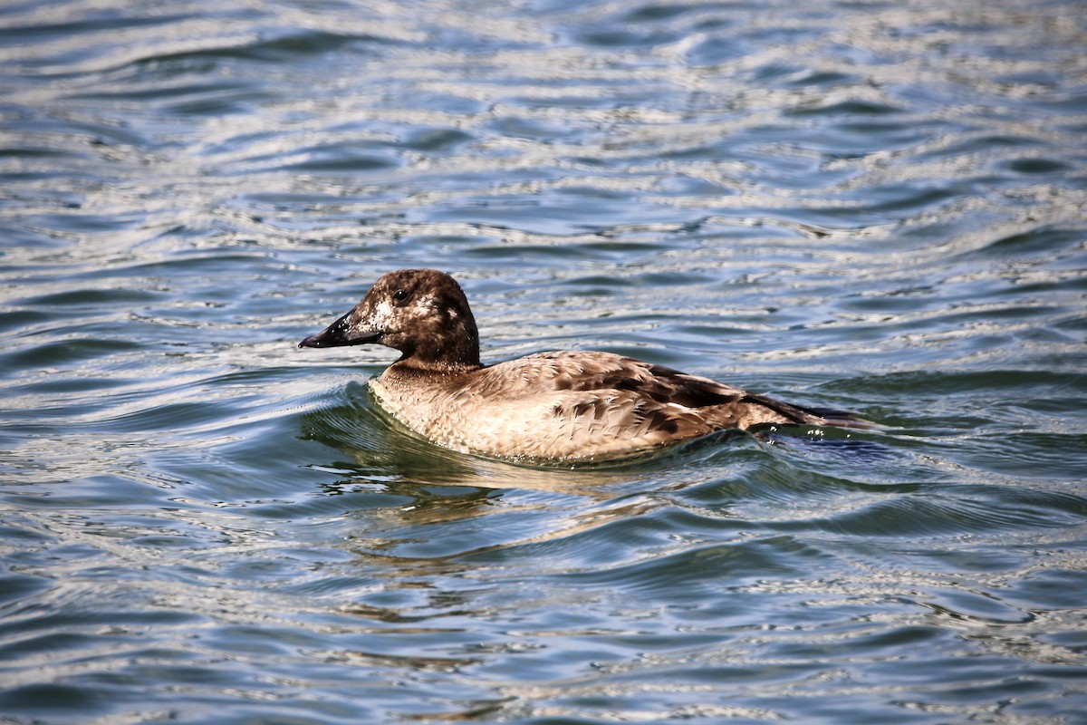 White-winged Scoter - Rosa McGuire