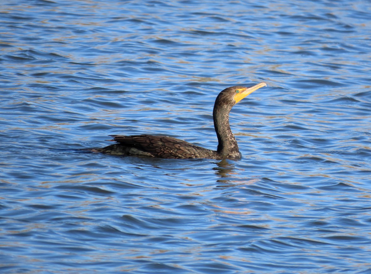 Double-crested Cormorant - ML616314154