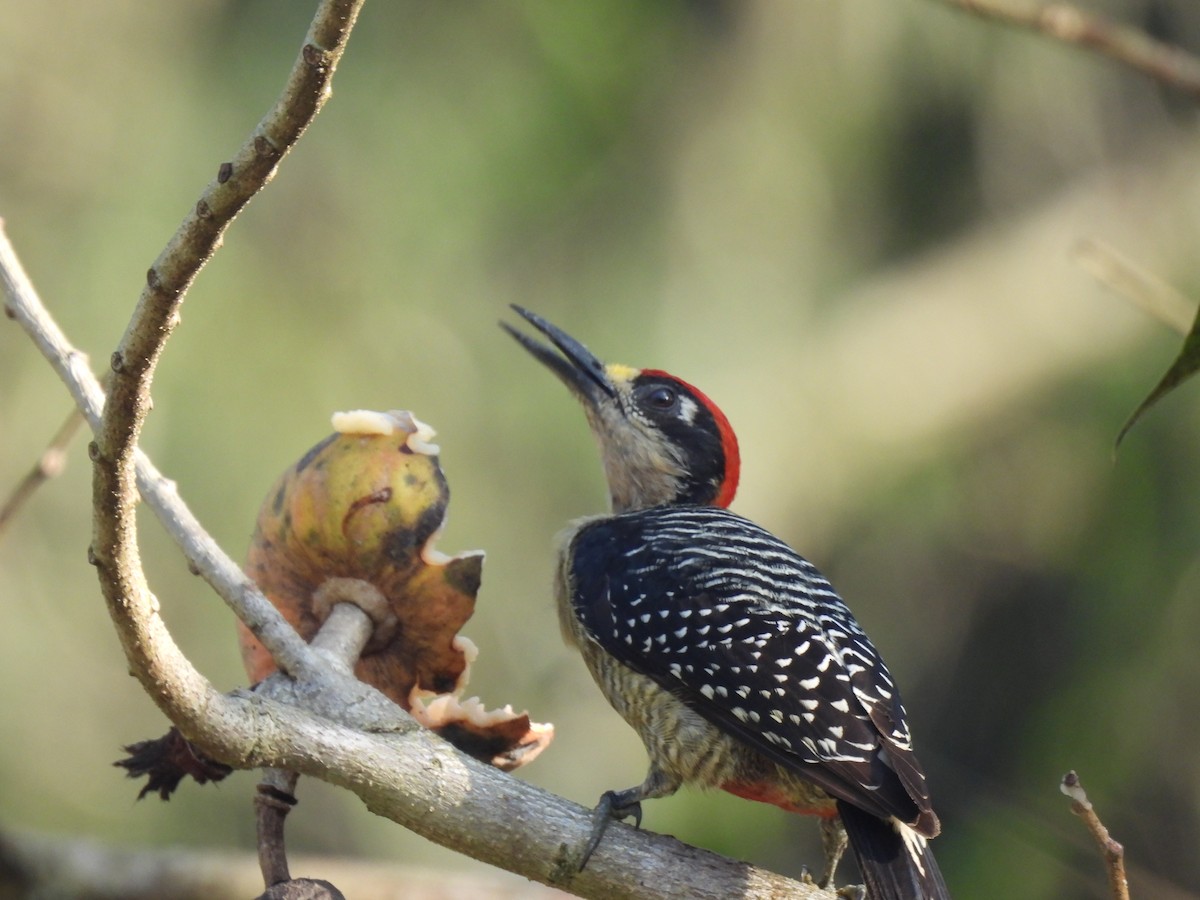 Black-cheeked Woodpecker - ML616314162