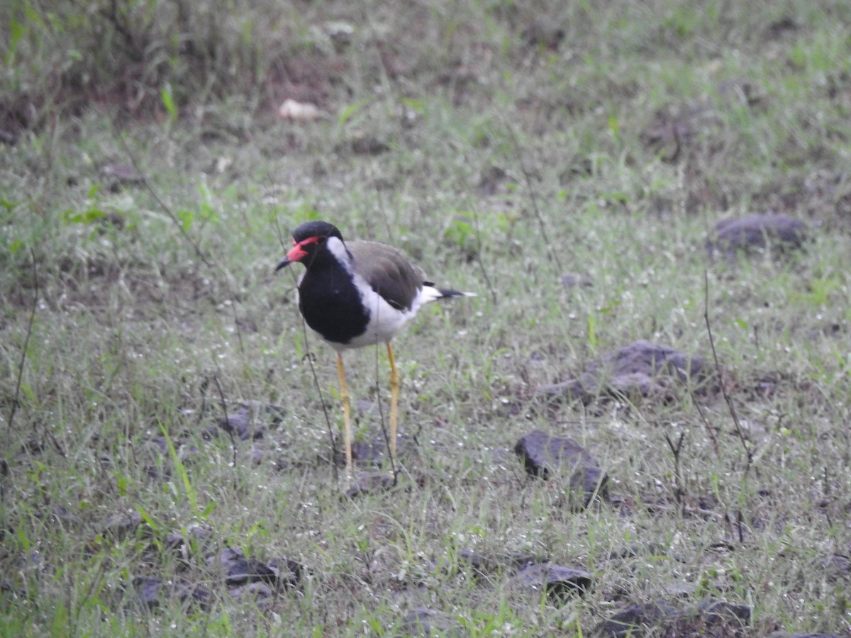 Red-wattled Lapwing - Francis D'Souza