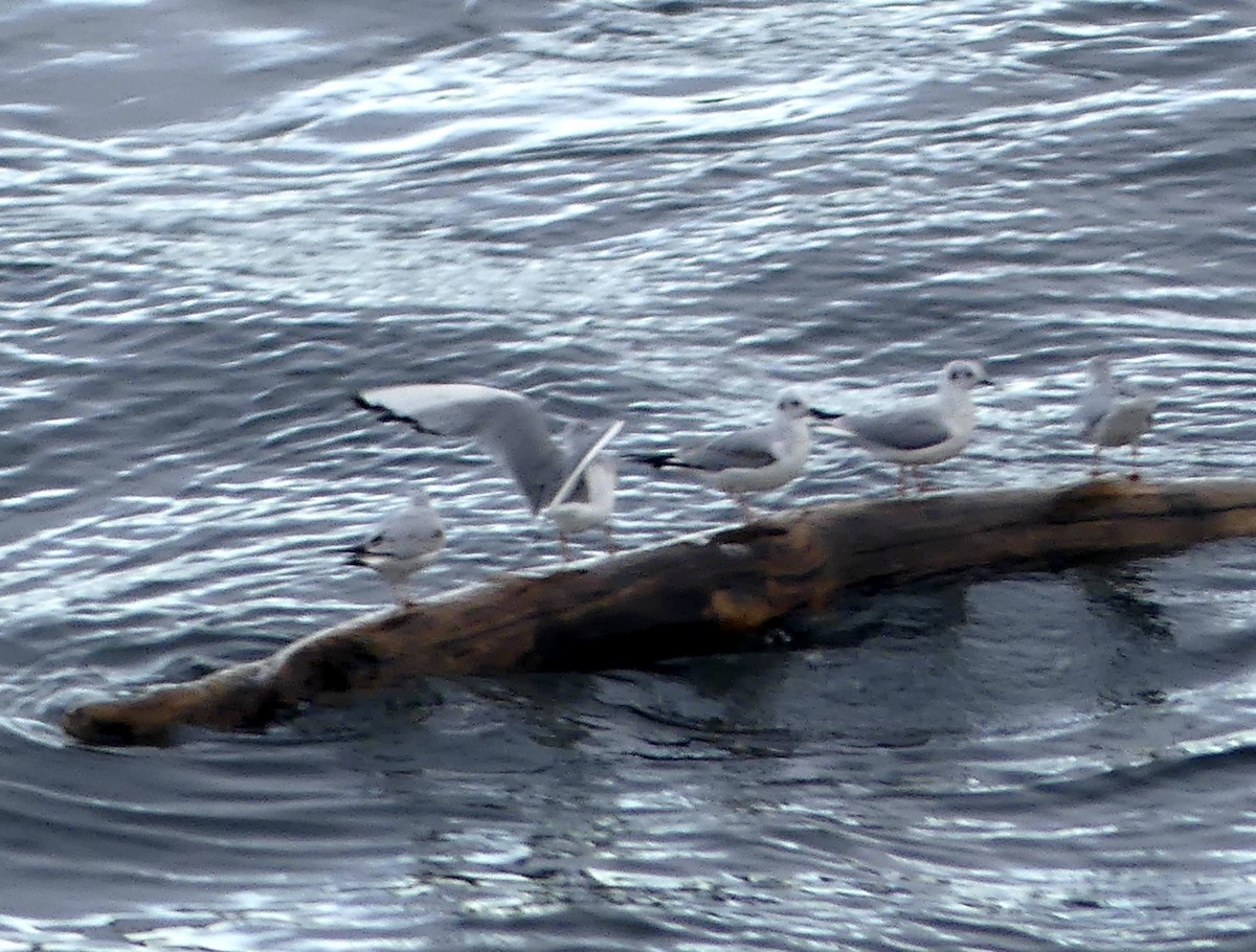 goéland ou mouette sp. - ML616314189