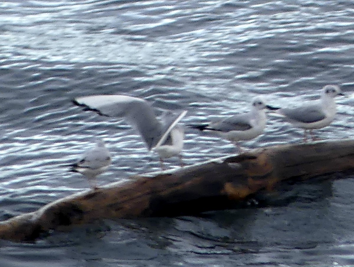 goéland ou mouette sp. - ML616314192