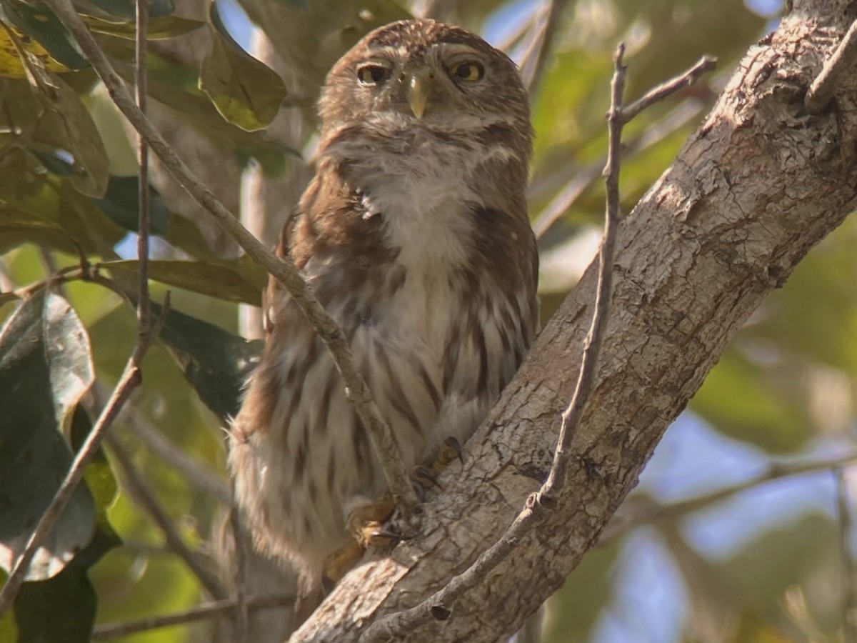 Ferruginous Pygmy-Owl - ML616314255