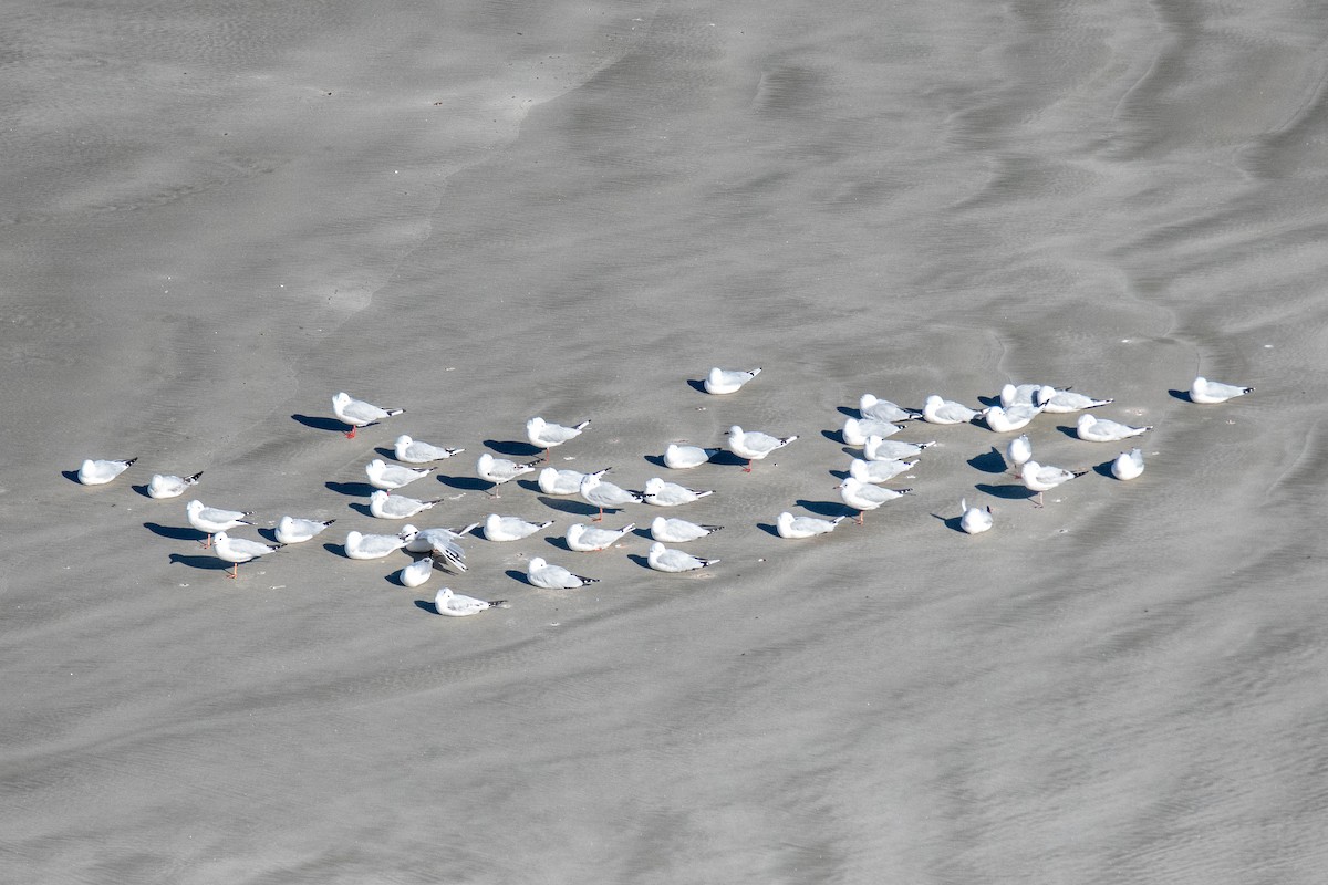 Mouette argentée - ML616314259