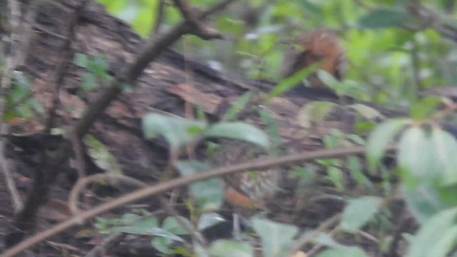 Barred Buttonquail - ML616314266