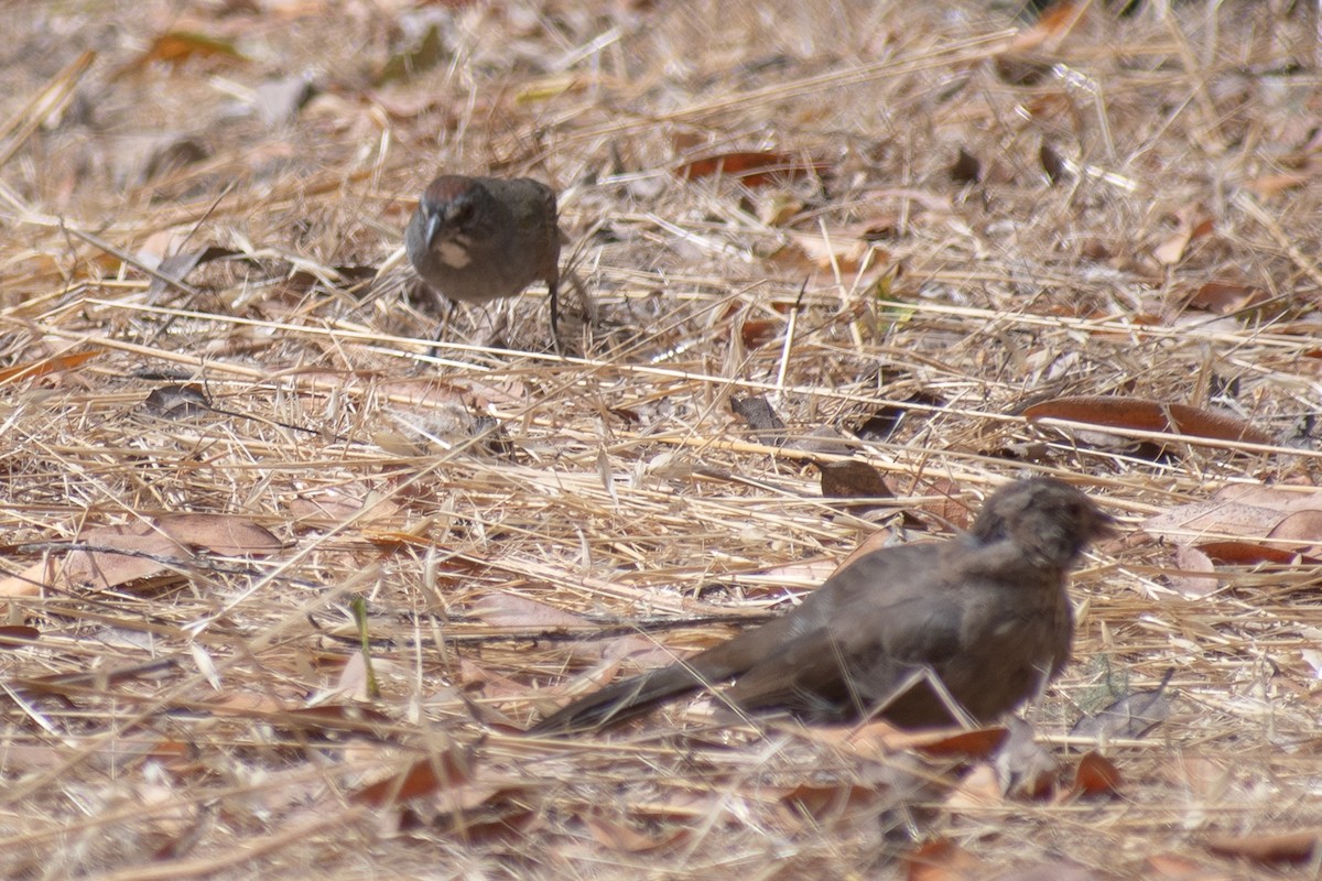 Green-tailed Towhee - Sharon J