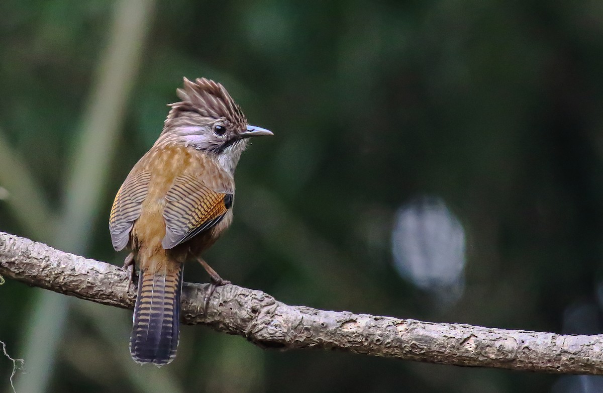 Hoary-throated Barwing - Amarendra Konda