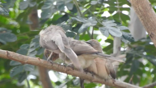 Large Gray Babbler - ML616314313