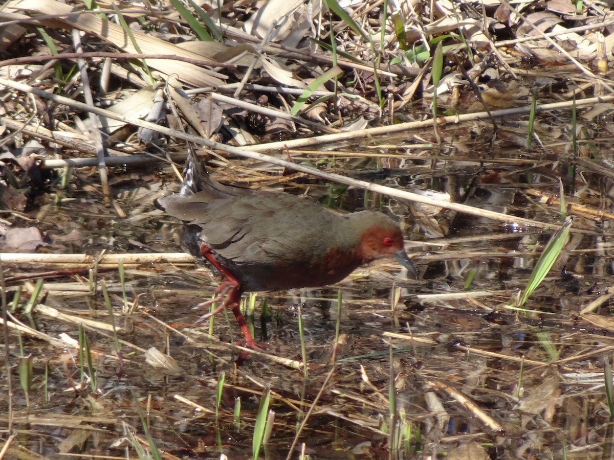 Ruddy-breasted Crake - HIROSHI KIDONO