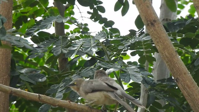 Large Gray Babbler - ML616314318