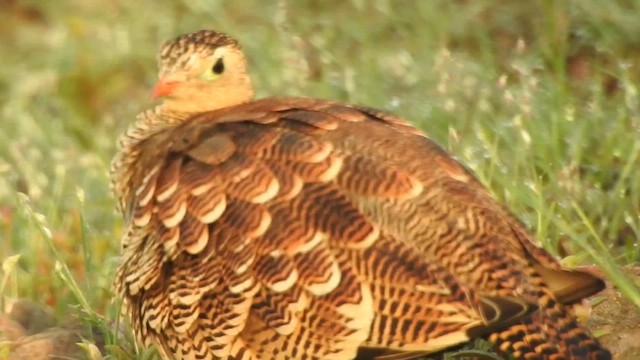 Painted Sandgrouse - ML616314369