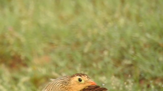 Painted Sandgrouse - ML616314370