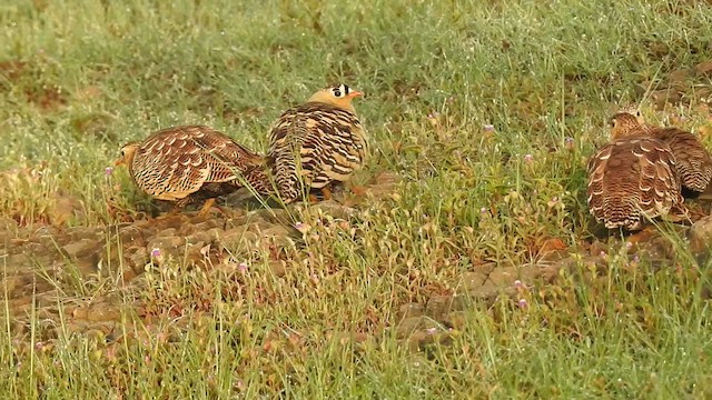 Painted Sandgrouse - ML616314371