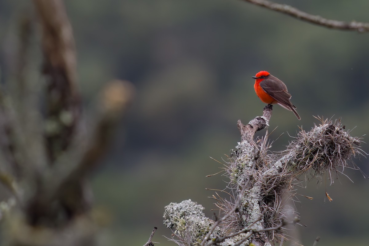 Vermilion Flycatcher - ML616314440