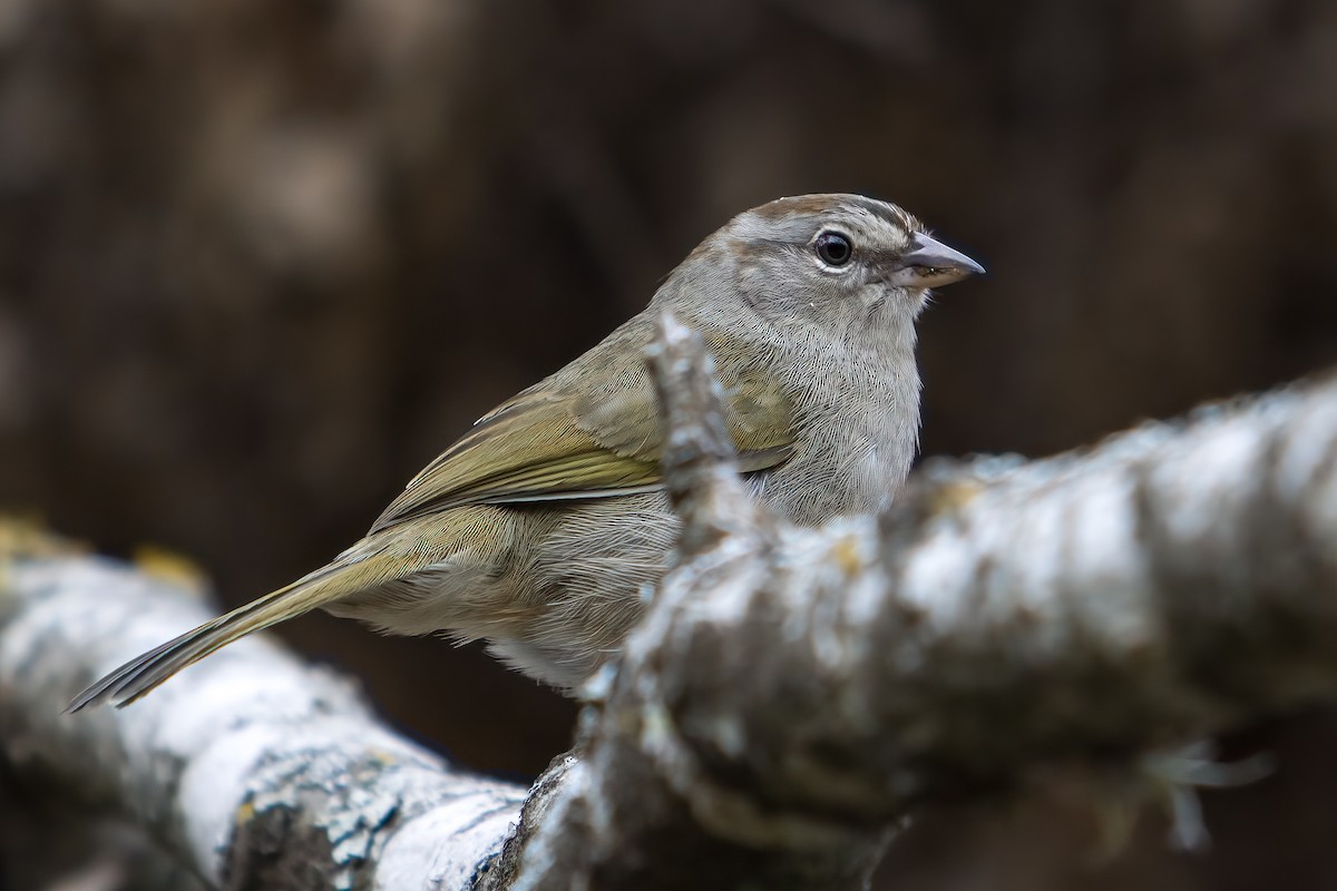 Olive Sparrow - ML616314451