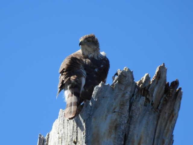 Cooper's Hawk - ML616314473