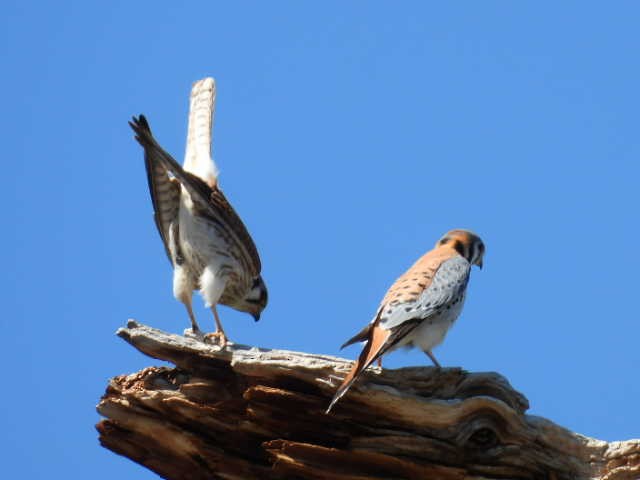 American Kestrel - ML616314476