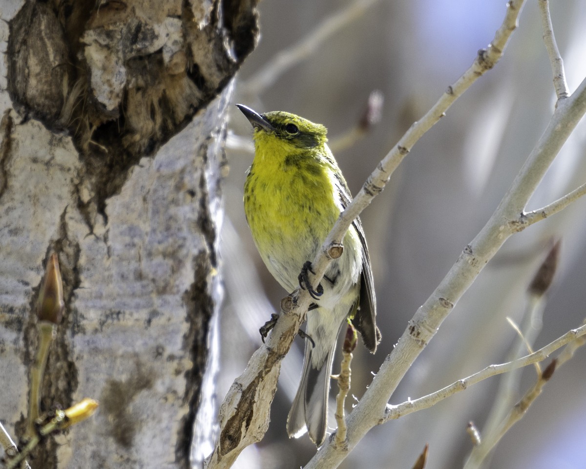 Pine Warbler - ML616314487