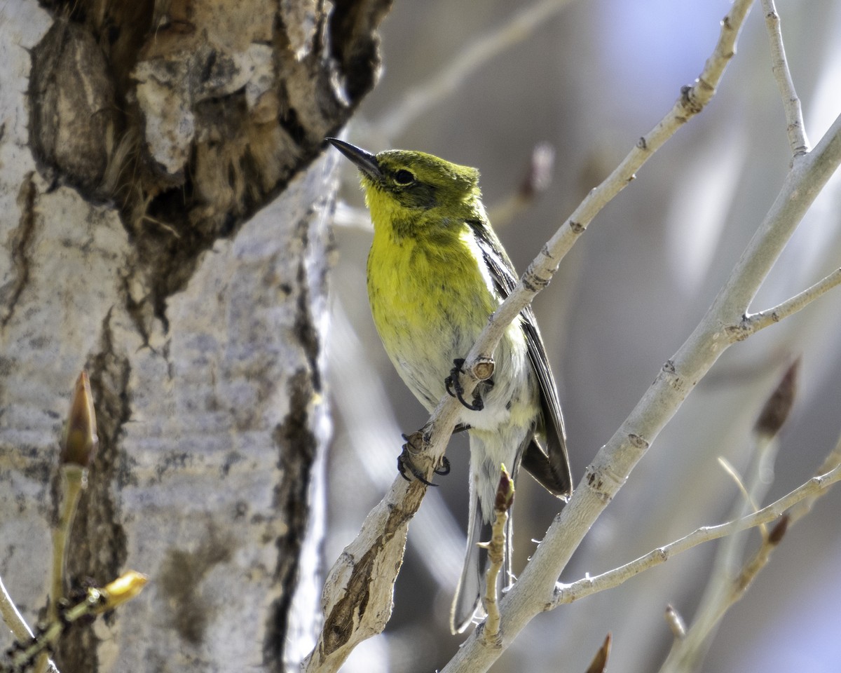 Pine Warbler - ML616314488