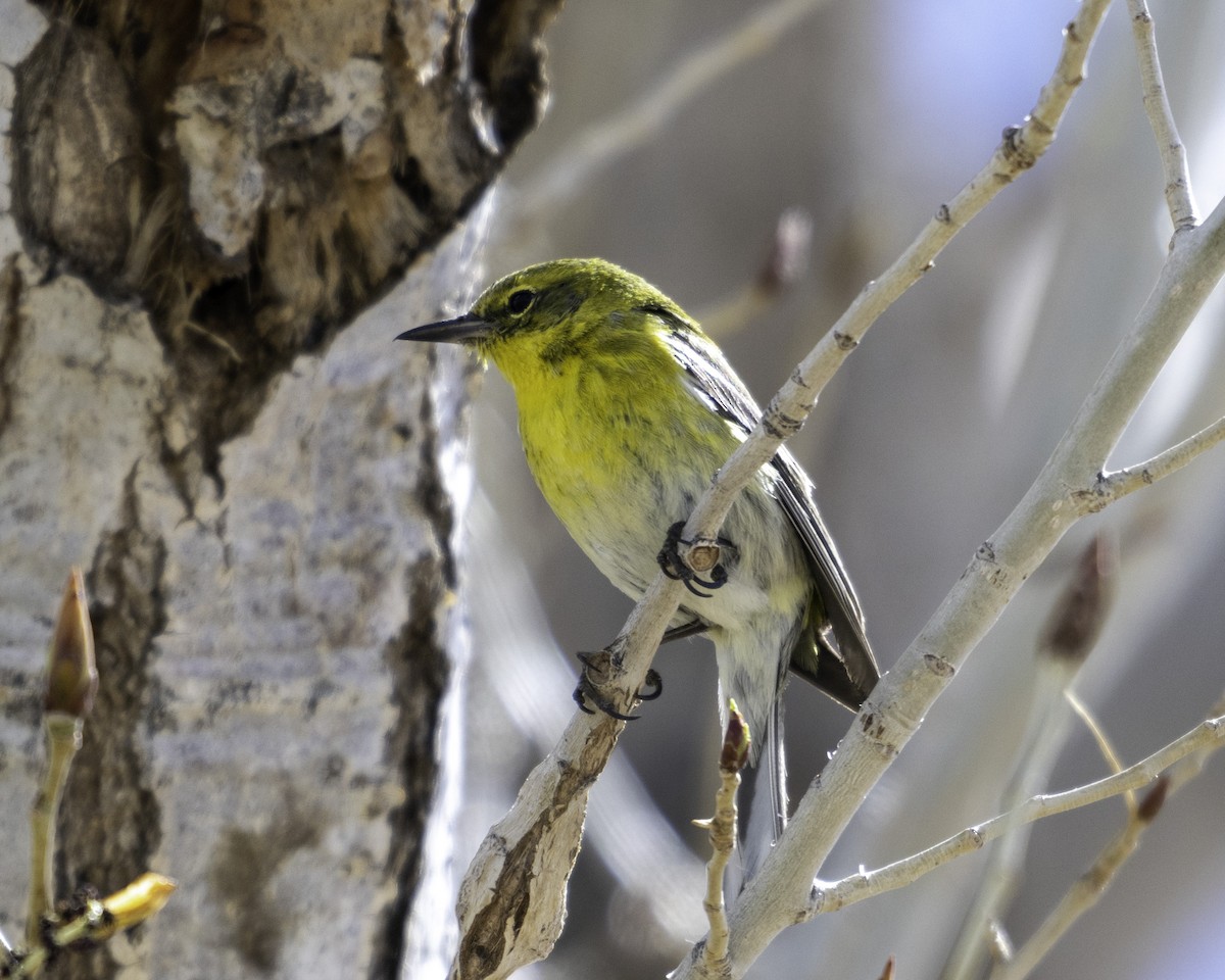 Pine Warbler - ML616314489