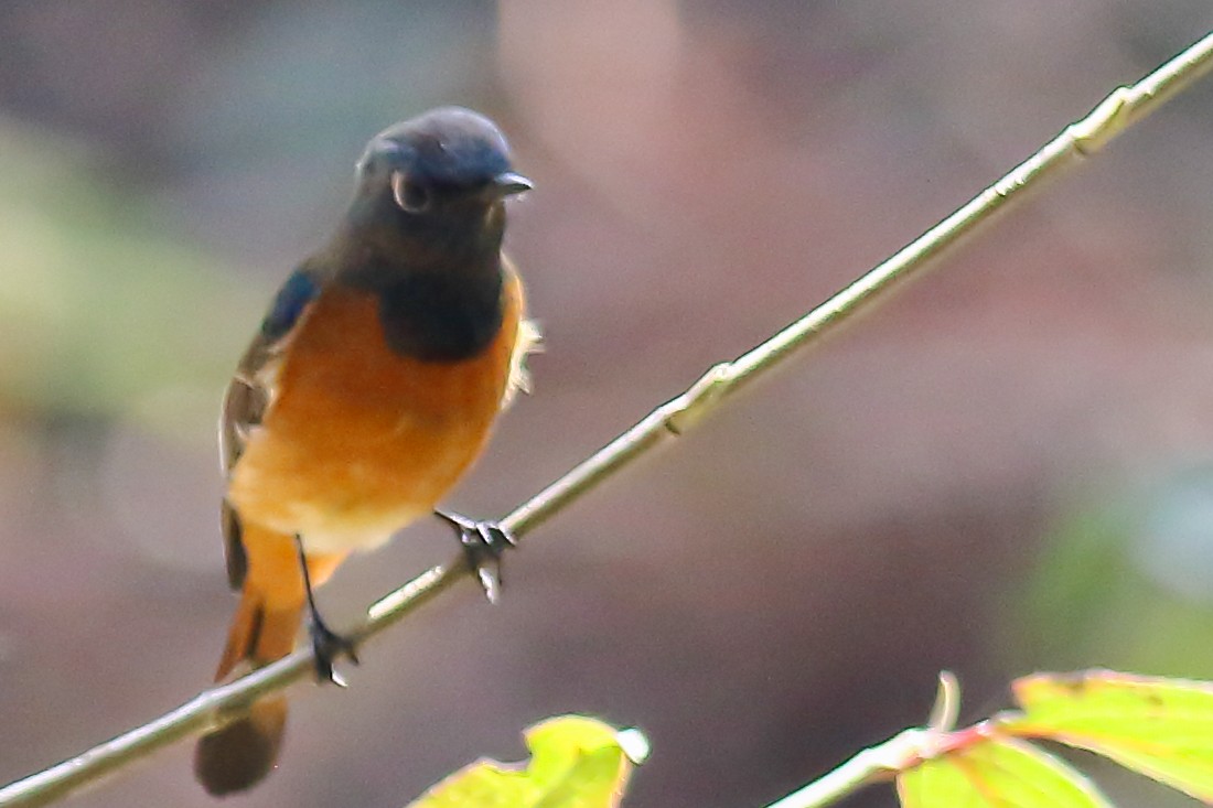 Blue-fronted Redstart - ML616314493