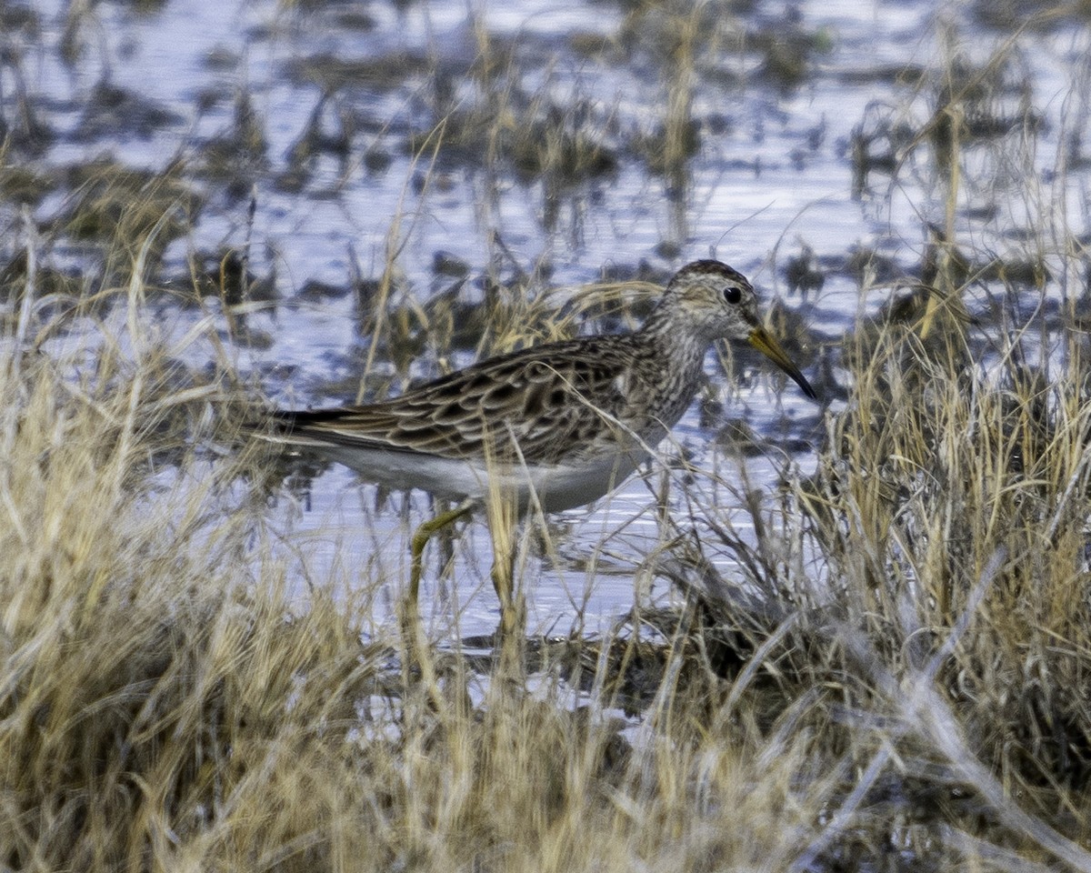 Bécasseau à poitrine cendrée - ML616314495