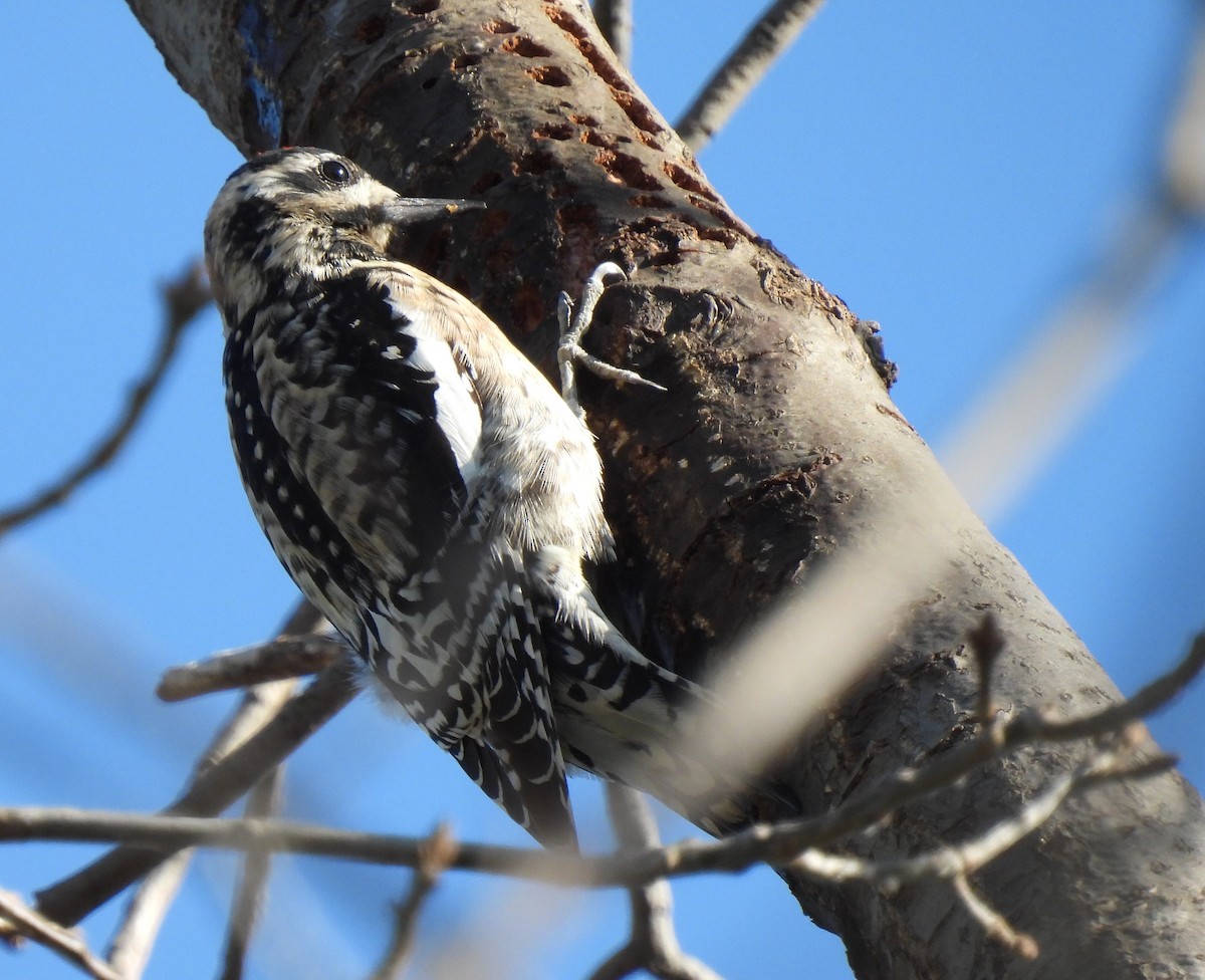 Yellow-bellied Sapsucker - ML616314529