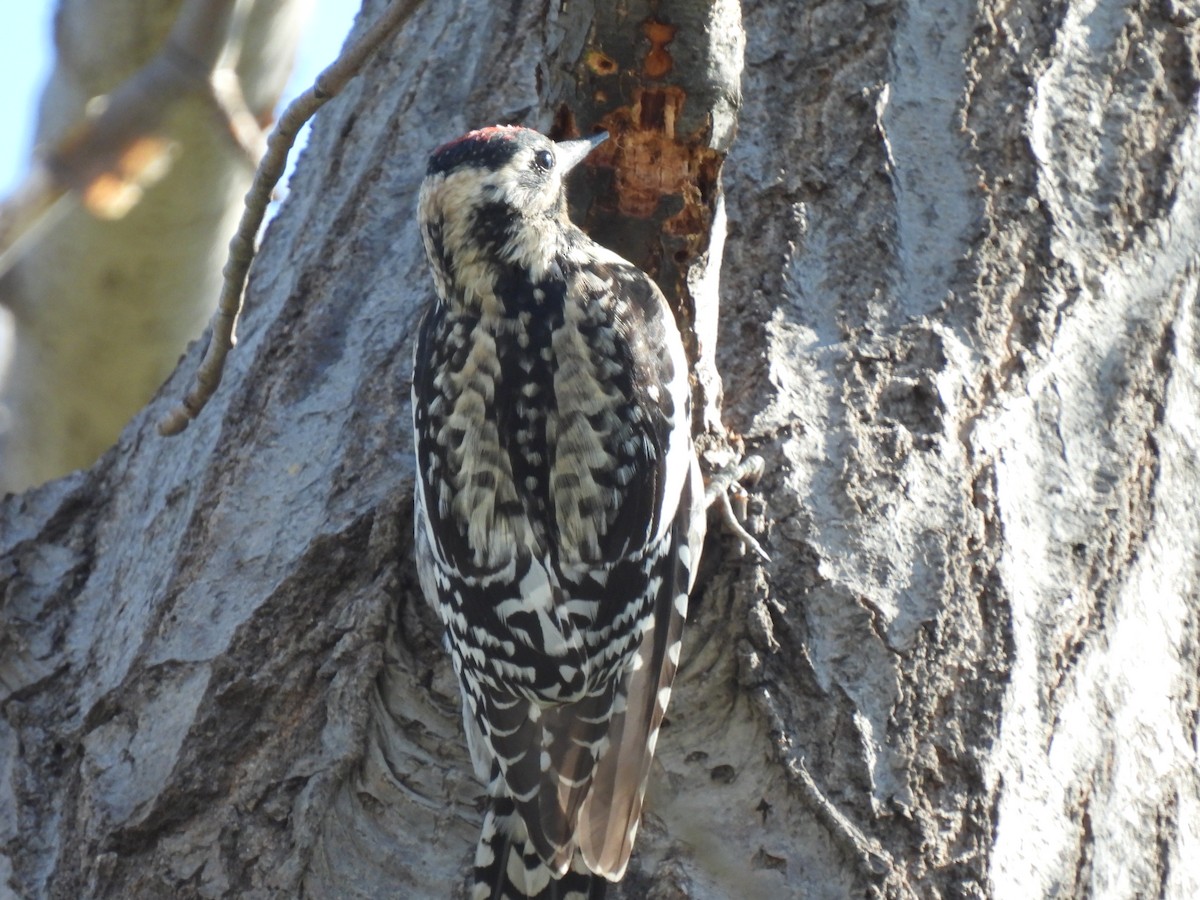 Yellow-bellied Sapsucker - ML616314555