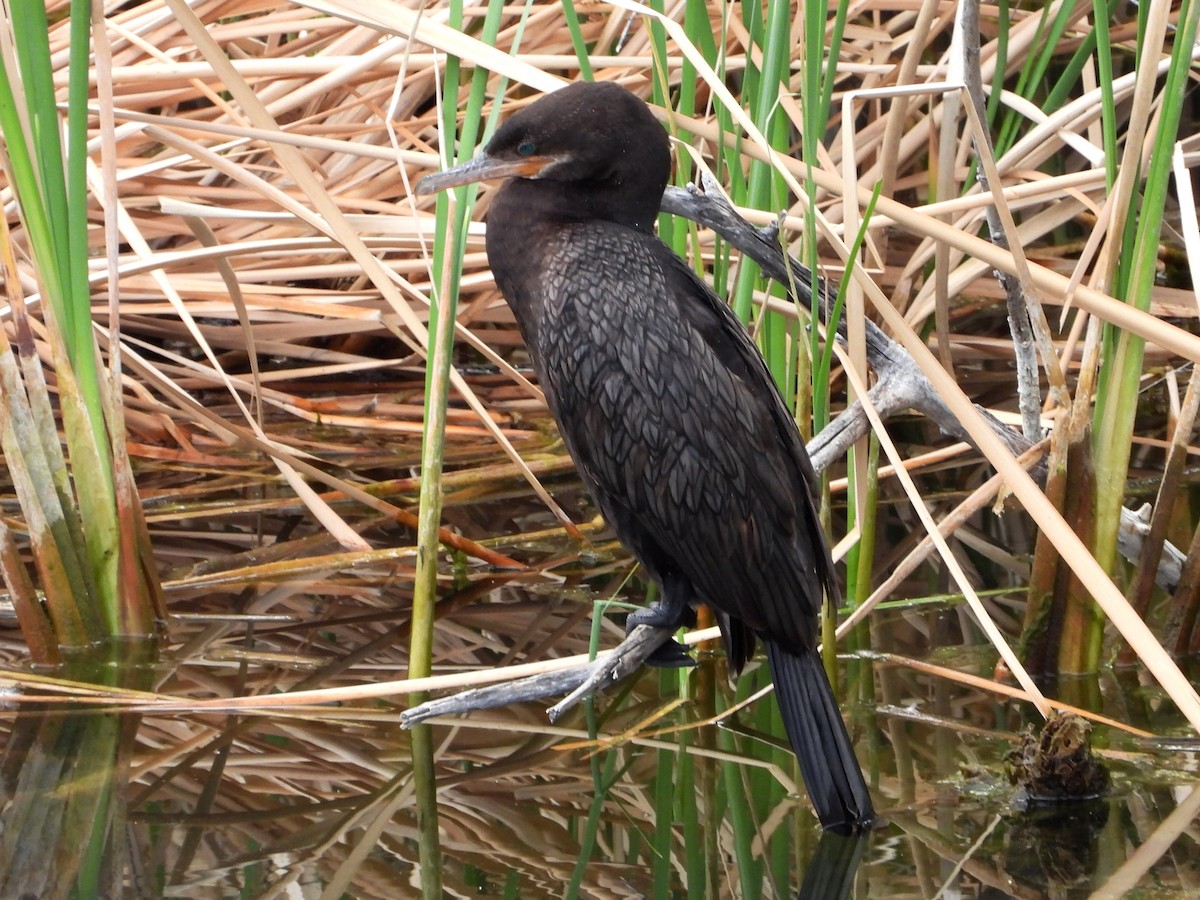 Neotropic Cormorant - ML616314557