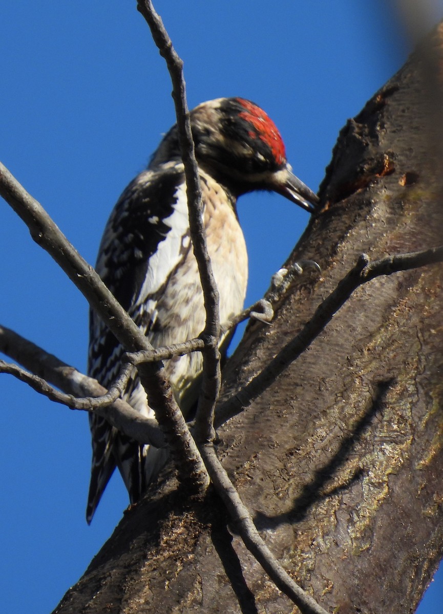 Yellow-bellied Sapsucker - ML616314561