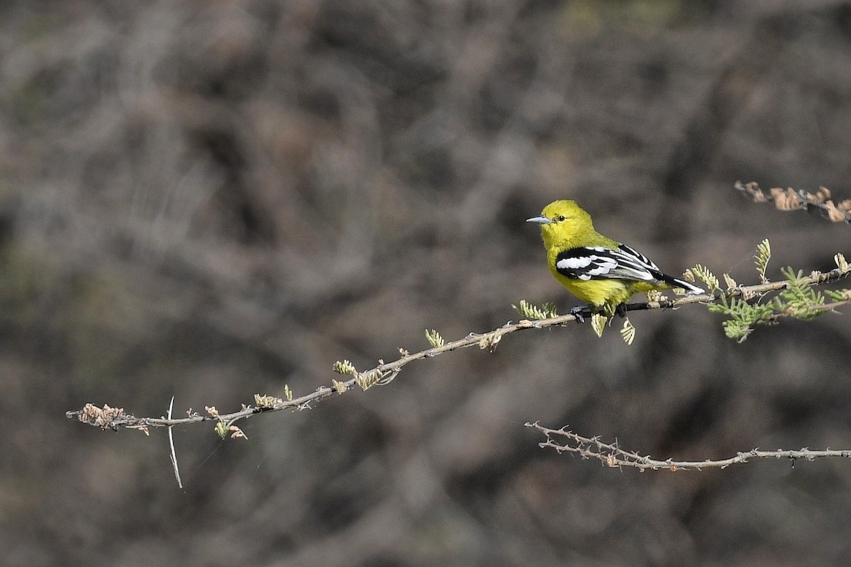 White-tailed Iora - ML616314562