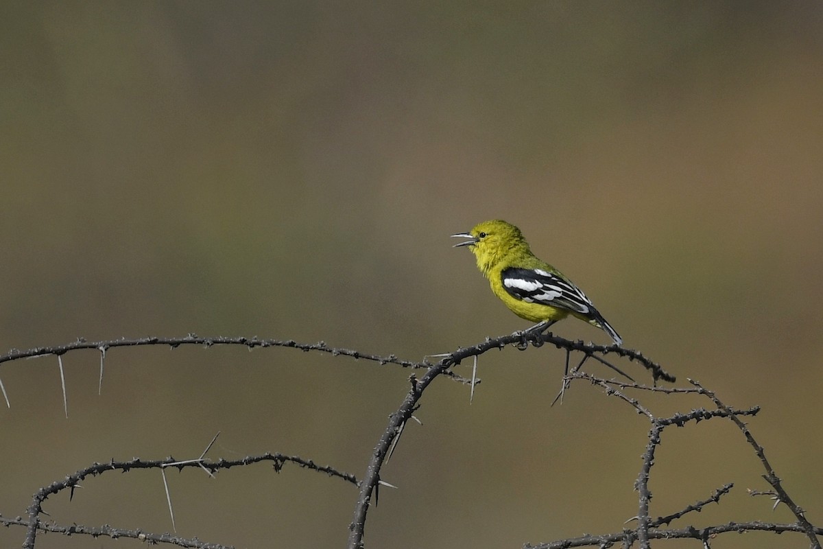 White-tailed Iora - ML616314563