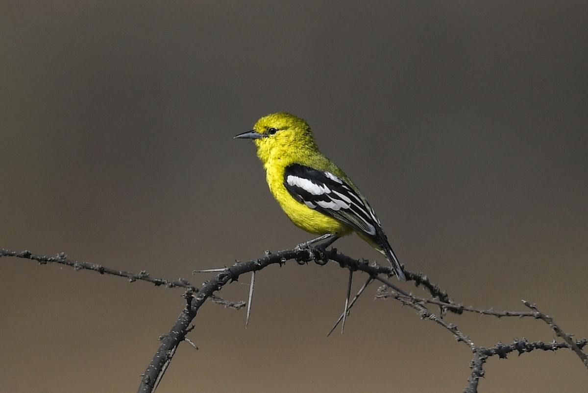 White-tailed Iora - Renuka Vijayaraghavan