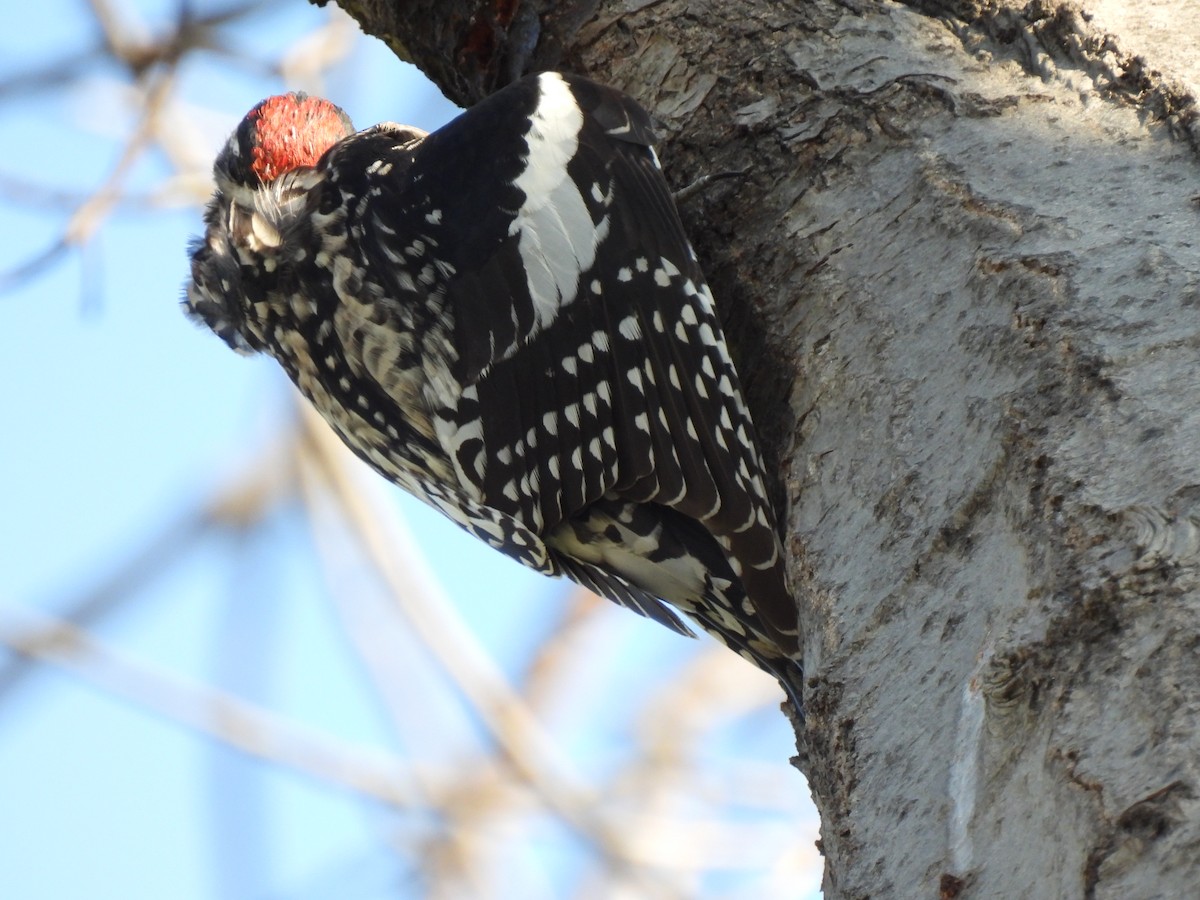 Yellow-bellied Sapsucker - ML616314575