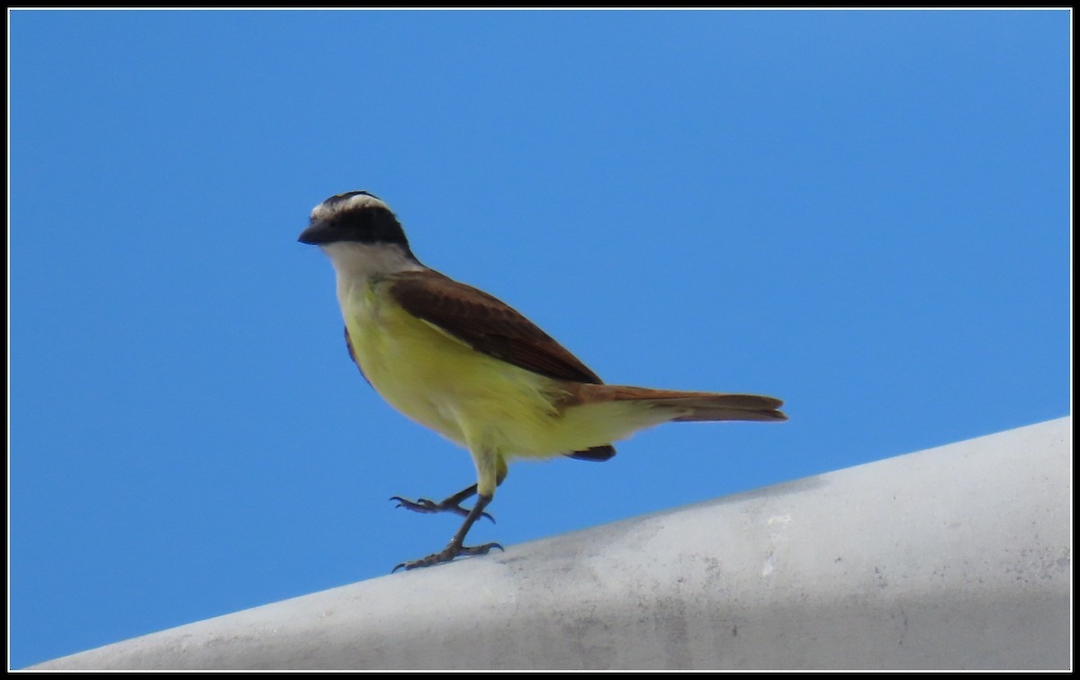 Great Kiskadee - Peter Gordon