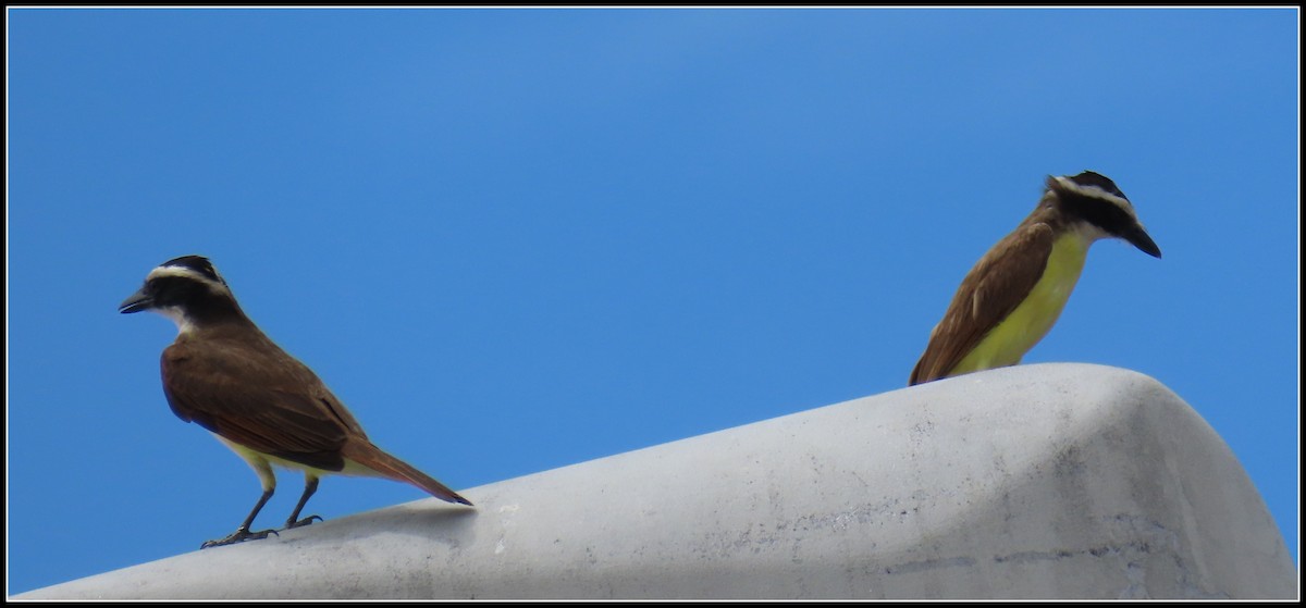 Great Kiskadee - ML616314579