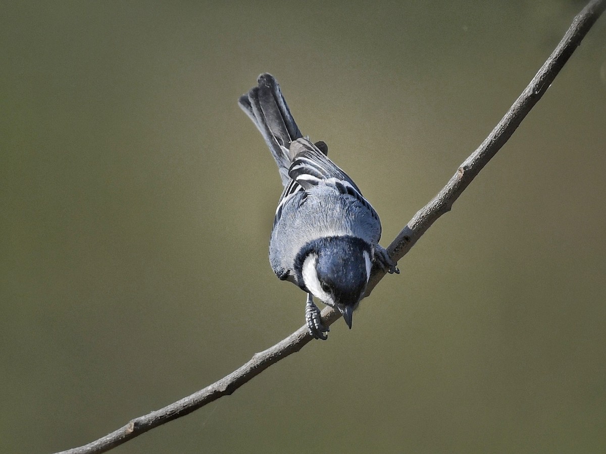 Cinereous Tit - ML616314592