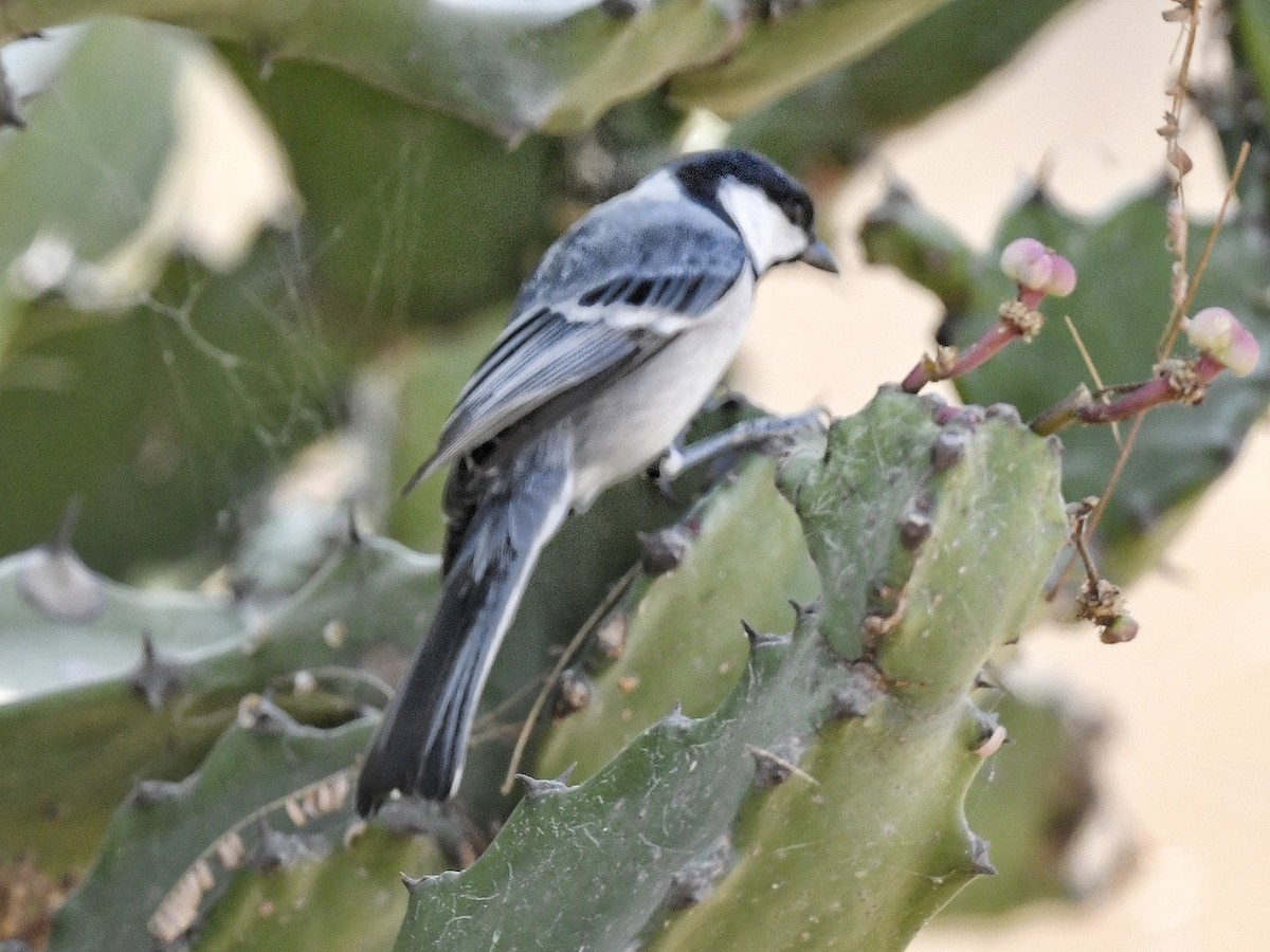 Cinereous Tit - ML616314593