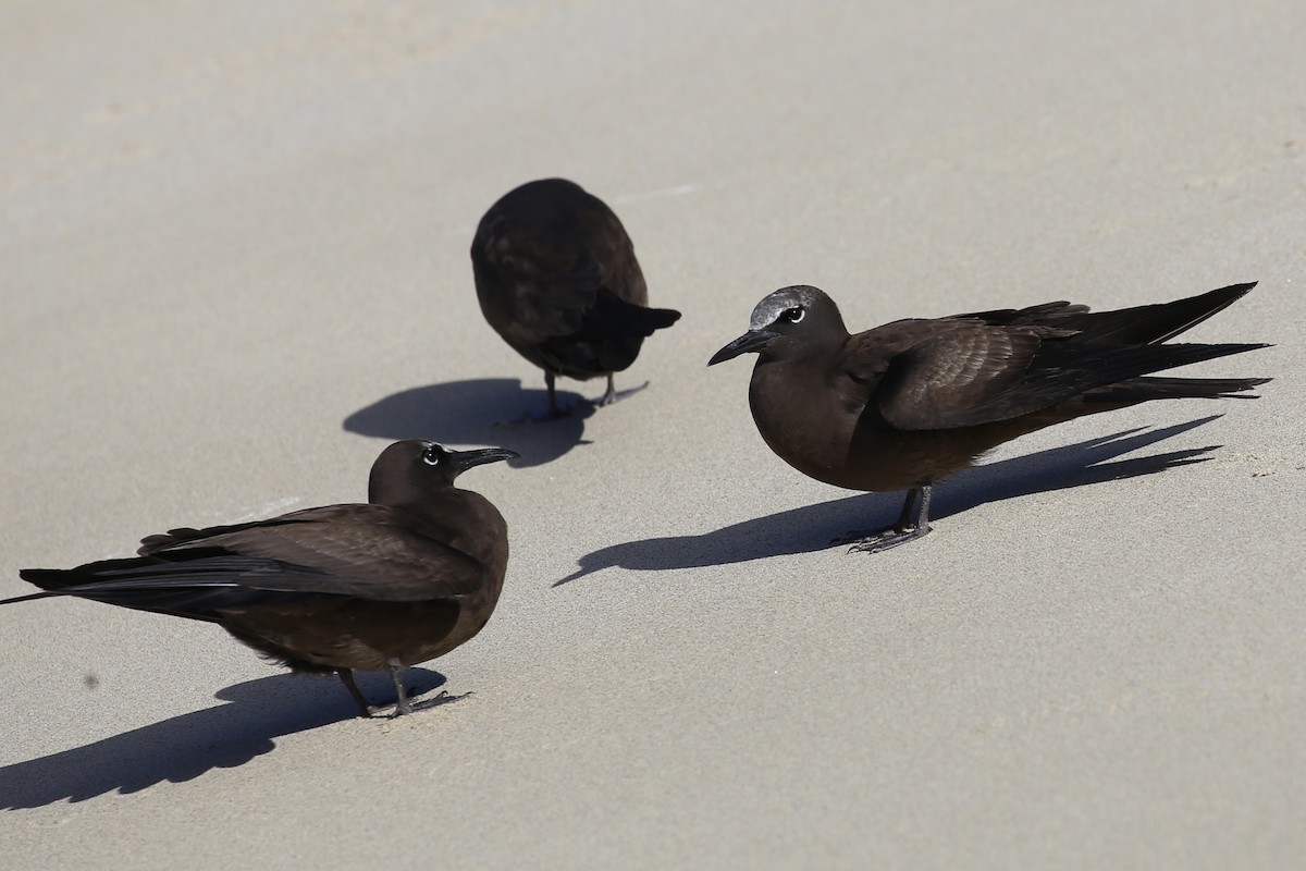 Brown Noddy - ML616314624