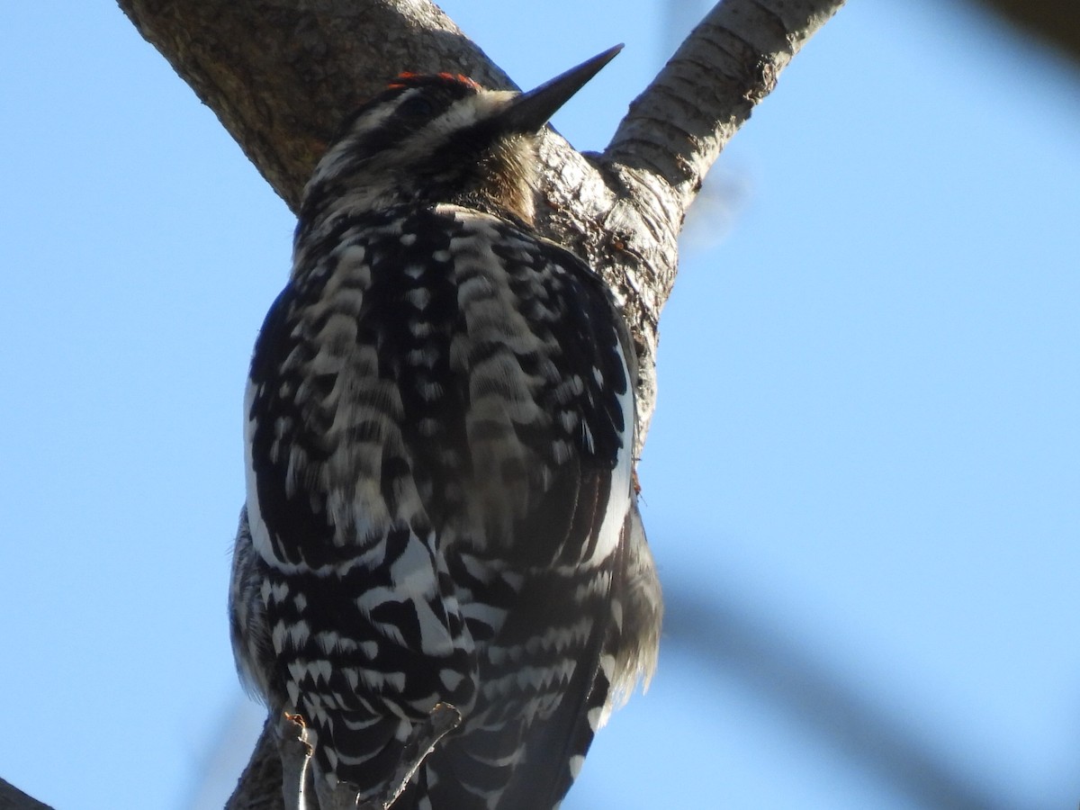 Yellow-bellied Sapsucker - ML616314651