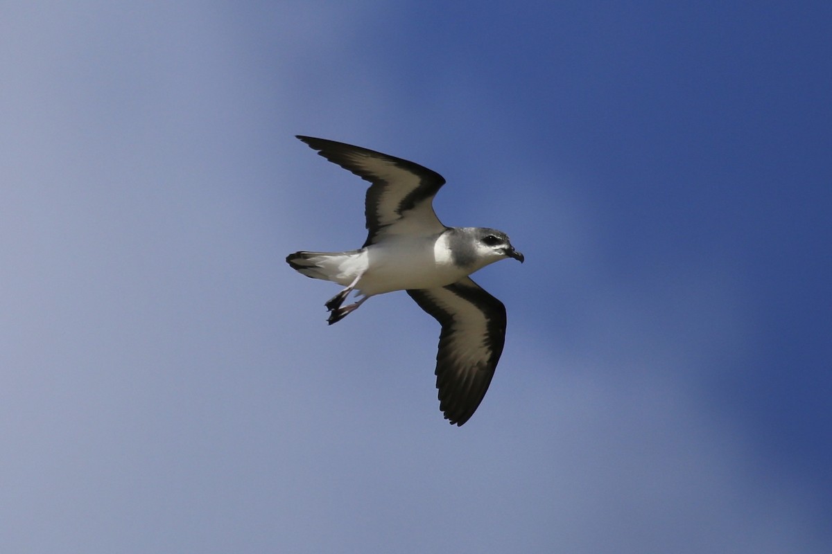 Black-winged Petrel - ML616314663