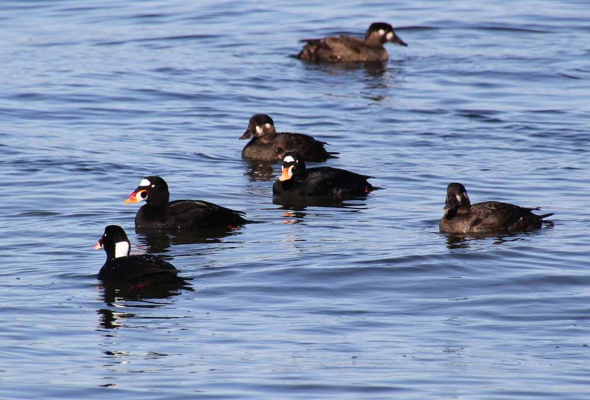 Surf Scoter - ML616314681